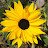 @sunflowers6612