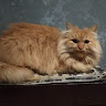 Автор