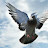 @mehedihasan-ro8yb's avatar