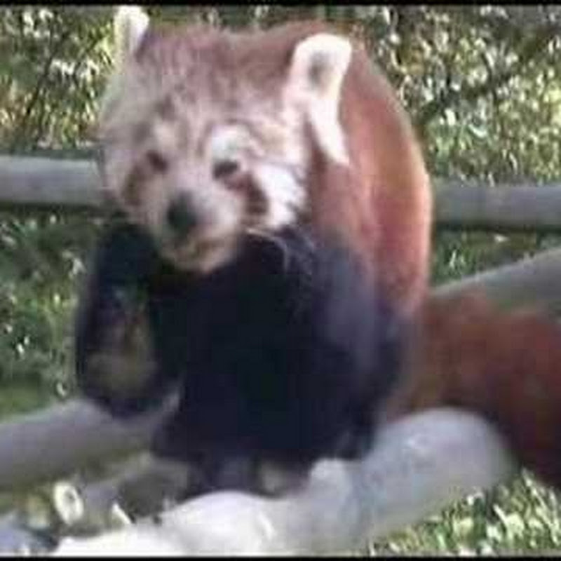 Wolfie-Smith the Game Cub