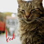 Kedi Film logo