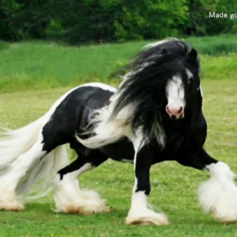 قناة العالمية