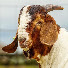 MPKaZ1PbMHA-channel-avatar-Boer Goat Farm