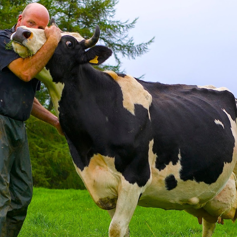 holsteincowboy icon