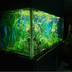 Casa Cu Acvarii Avatar