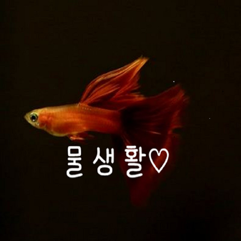 슬기로운 물생활TV icon