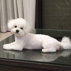 Bayley the Bichon Frise