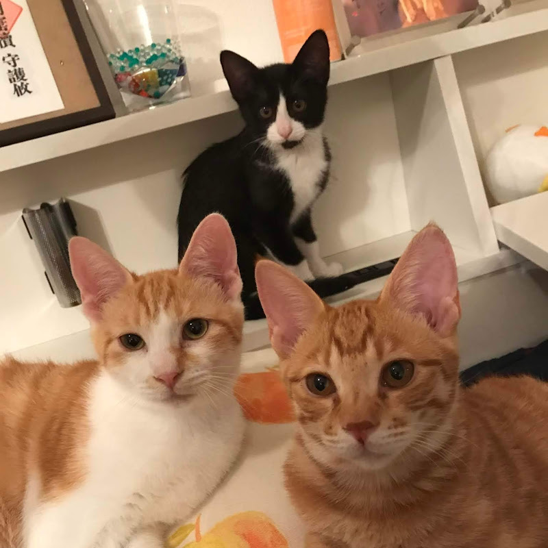 うにむぎはちチャンネル UniMugiHachi Channelのサムネイル