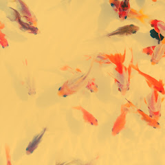 楽アクアch[熱帯魚を楽に飼育する]アイコン画像