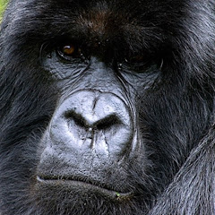 国際ゴリラステーション