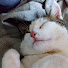 TEwnjTC028A-channel-avatar-Bastet