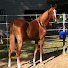 QXApjPh-b5Y-channel-avatar-myshowhorse