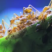 AntsCanada's Best & Most Popular YouTube Videos (Oct 2026)