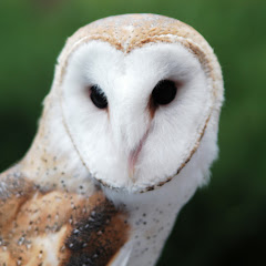 House of Lenormand net worth