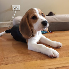 Oliver the Beagle Avatar