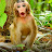 Nature Life Monkey