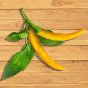 Yellow Chilli Cuisine logo
