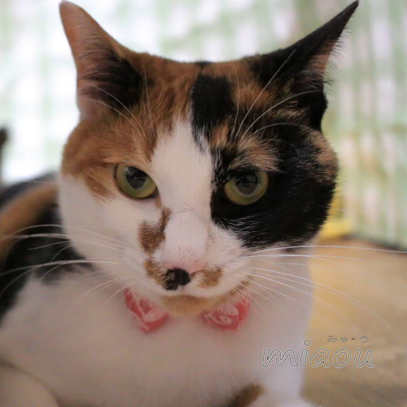 Miaouのサムネイル
