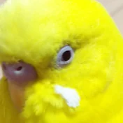 幸せの黄色いトリ