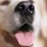 d3u7tvC-DE0-channel-avatar-Boop Snoot