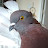 My Pet Pigeon