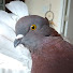 HkGaM931mHw-channel-avatar-My Pet Pigeon