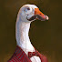 o7yKfFepPK0-channel-avatar-Mr. Goose