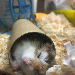 ねこらーめん