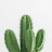 A Cactus