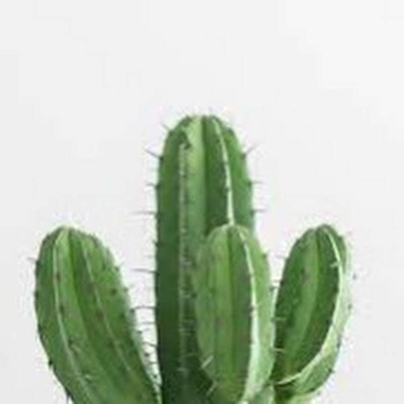 A Cactus