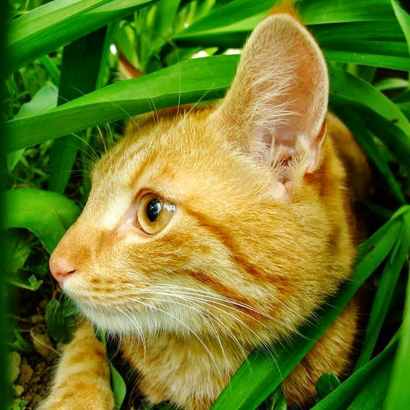 Channel Avatar