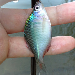 淡水の小物釣り