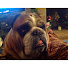 TVPSwS8FBqQ-channel-avatar-Bard Baukol