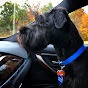Standard Schnauzer USA logo