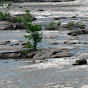 Hollywood Rapids, James River, VA logo
