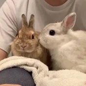 うさぎと暮らしと。