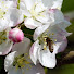 pAEJPP_TZZk-channel-avatar-Alternative beekeeping