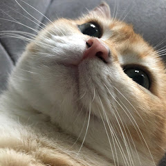 Meow-log