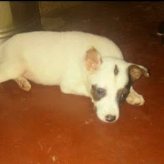 Rinki Pinki My pets