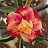 Garden Adenium