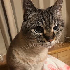 家庭菜園cocoちゃんねるアイコン画像