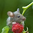 @maus0292 Avatar