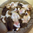 olg45_STZ84-channel-avatar-8코기네 /8Corgi House