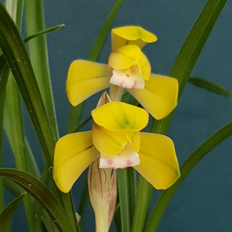 이종목어초TV Logo