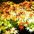 BbVXfXaxvV0-channel-avatar-canacana12311