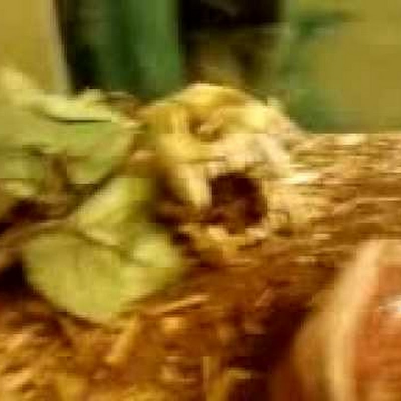 julioohara