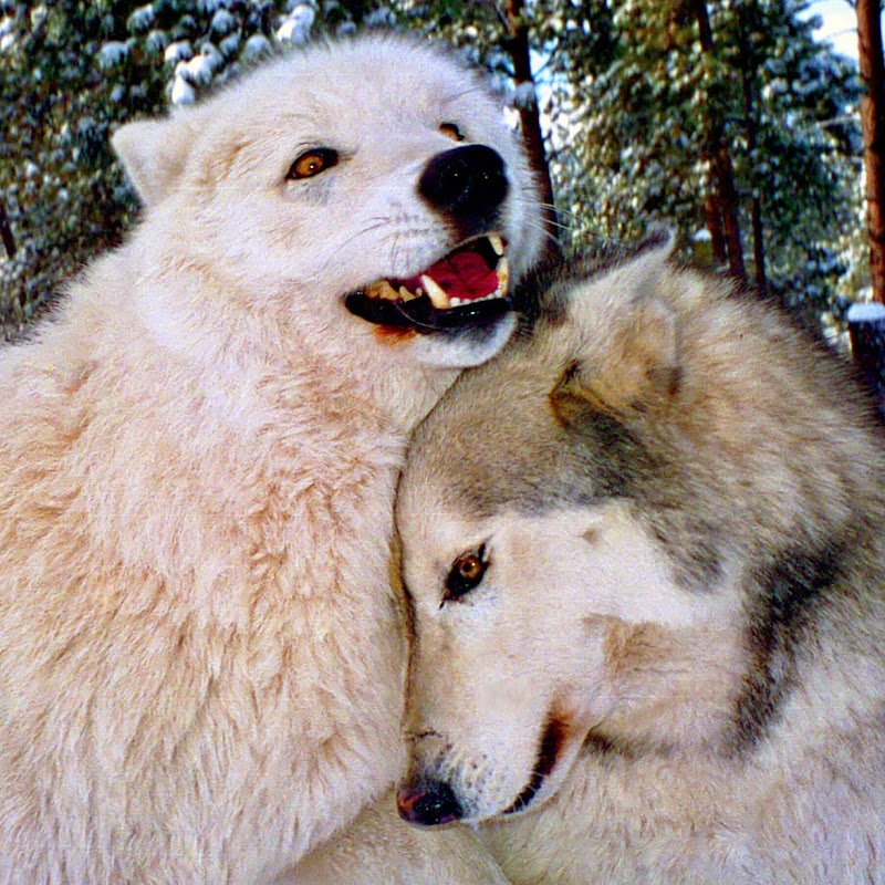 ColoradoWolf&WildlifeCenter