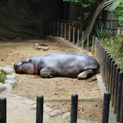 カバさん