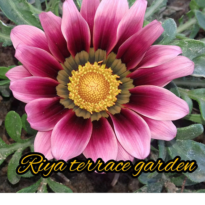 Riya terrace garden