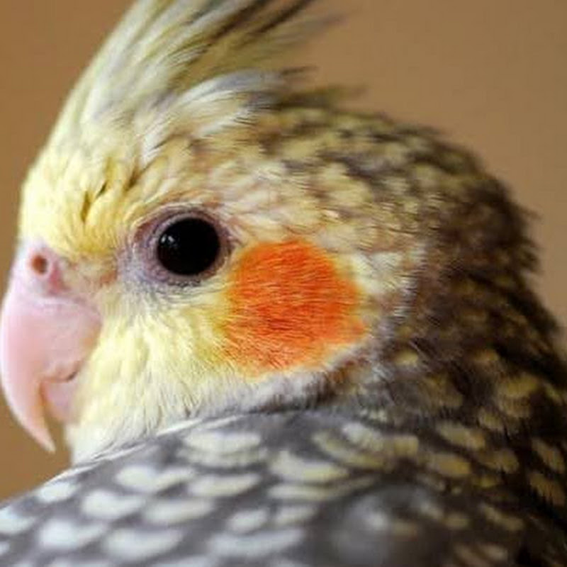 Cockatiel Sri Lanka